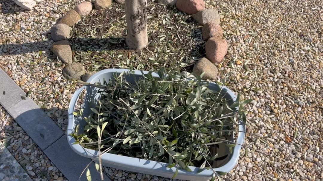 Kiedy przycinać oliwkę, aby uniknąć błędów i cieszyć się zdrowym drzewem