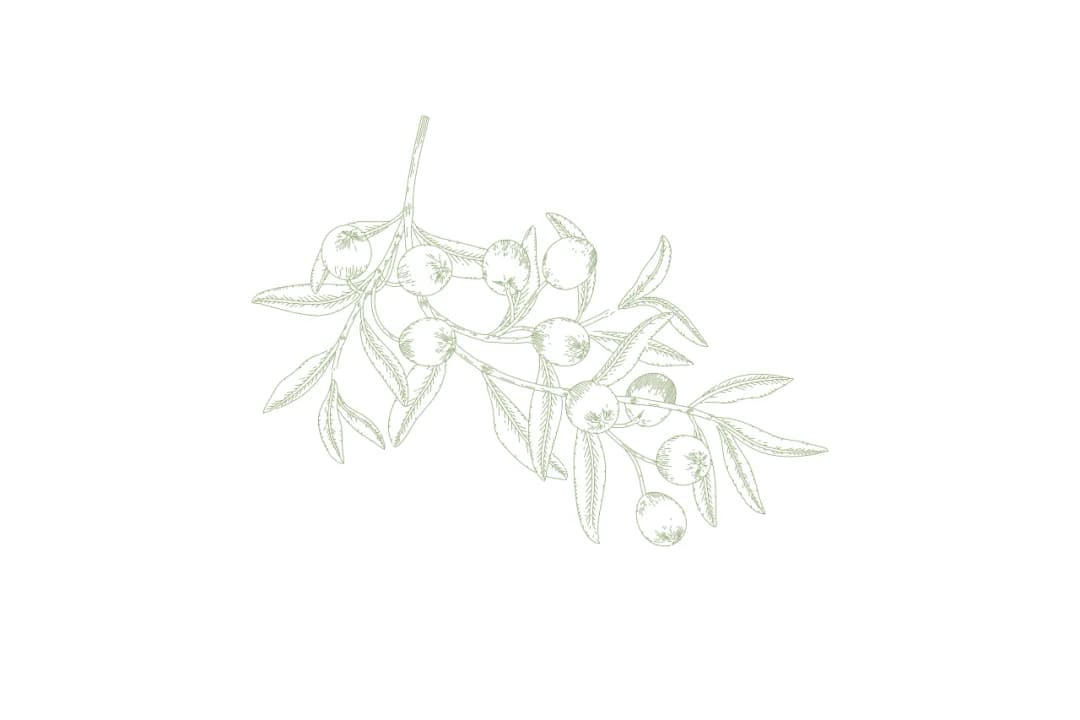 Gdzie kupić dobre oliwki? Odkryj najlepsze miejsca i smaki