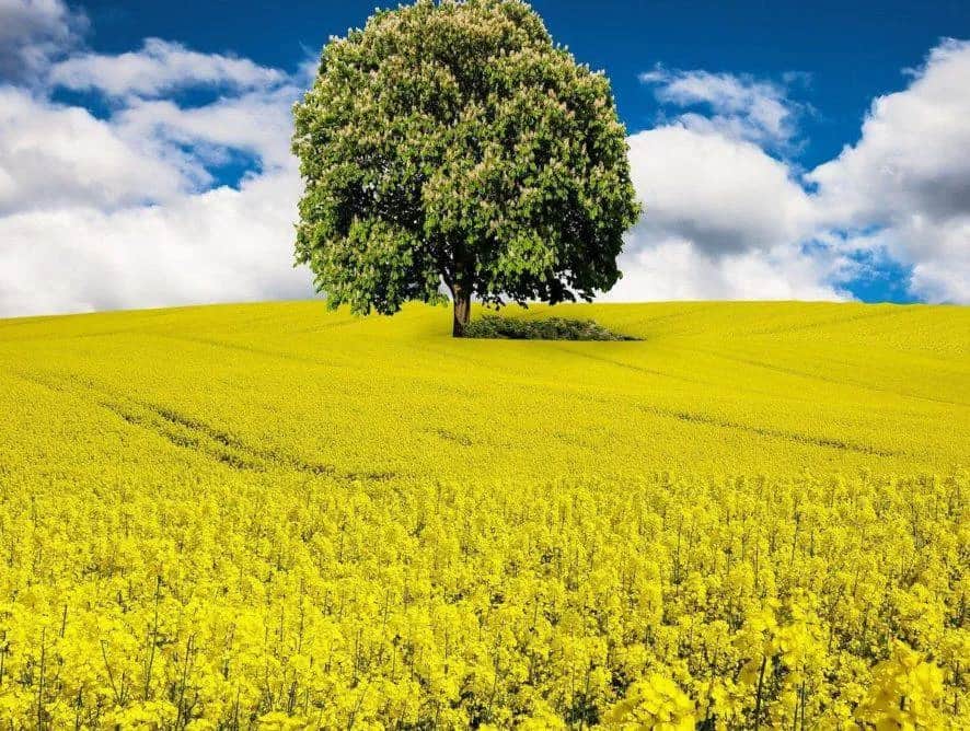 Olej rzepakowy czy oliwa z oliwek – który wybór jest lepszy dla zdrowia?