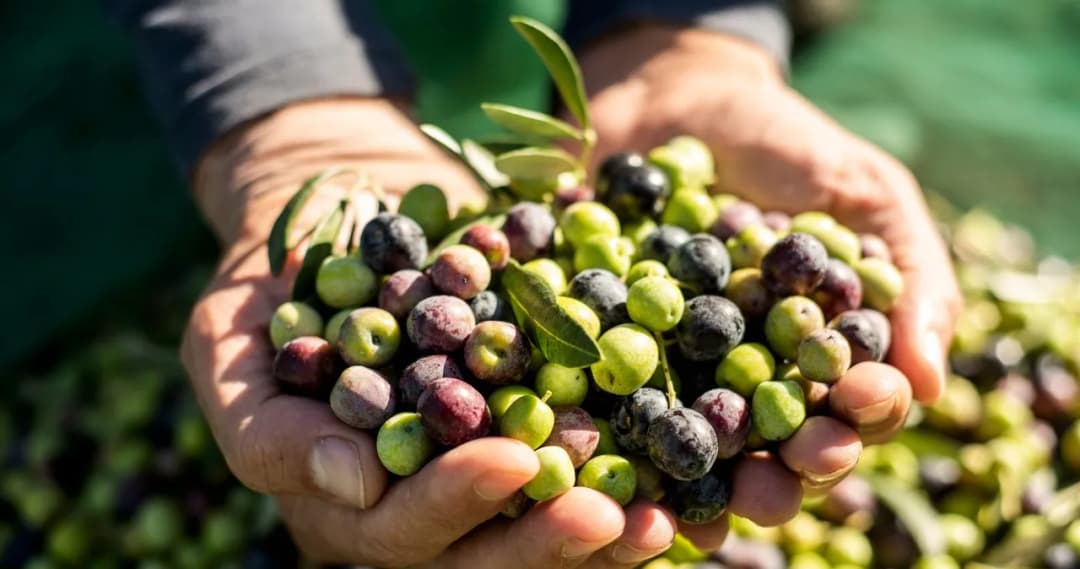 Ile jeść oliwek dziennie, aby poprawić zdrowie i uniknąć problemów?